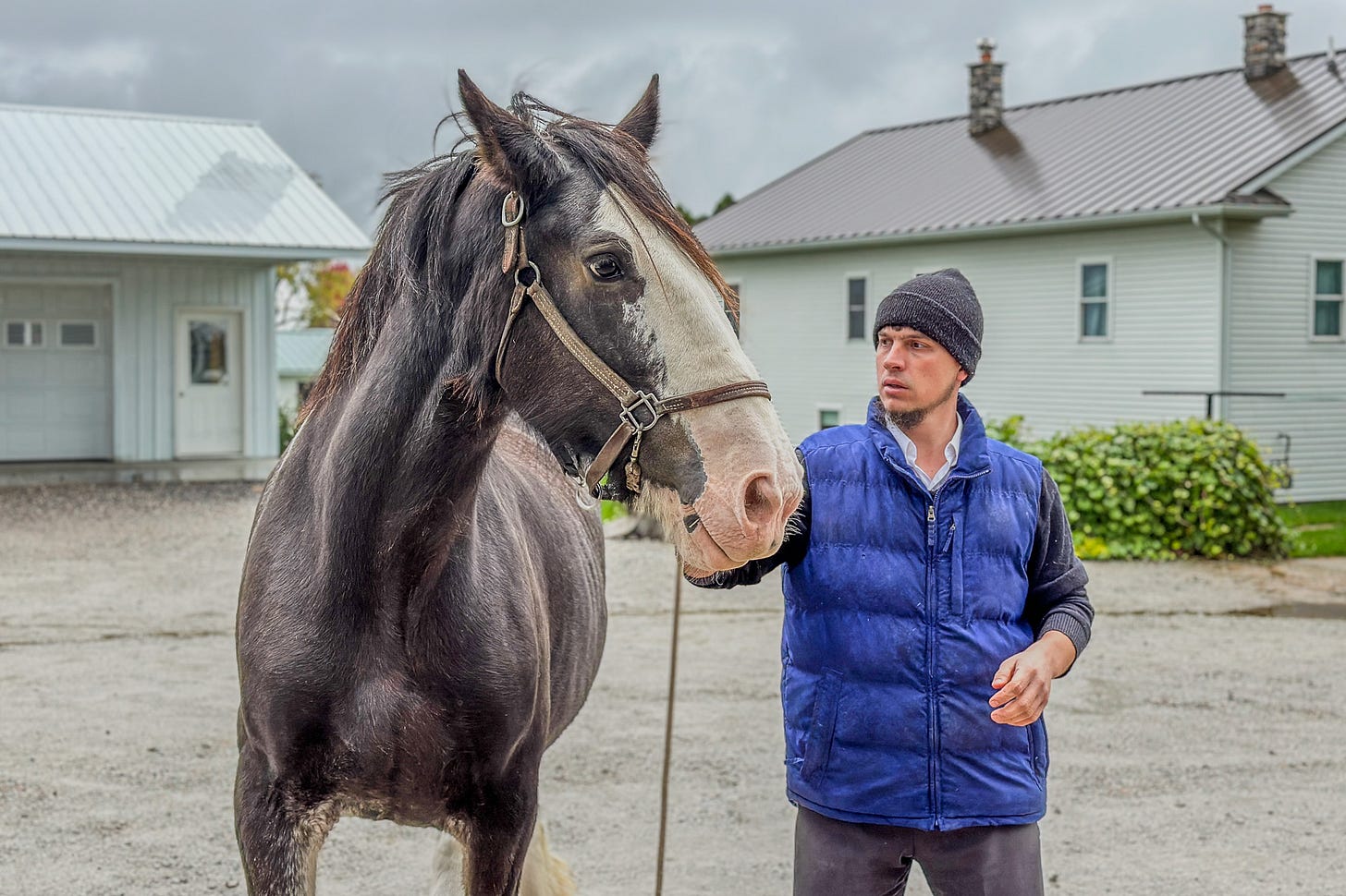 Mennonit mit Clydesdale-Pferd. Mennonit mit Clydesdale-Pferd.
