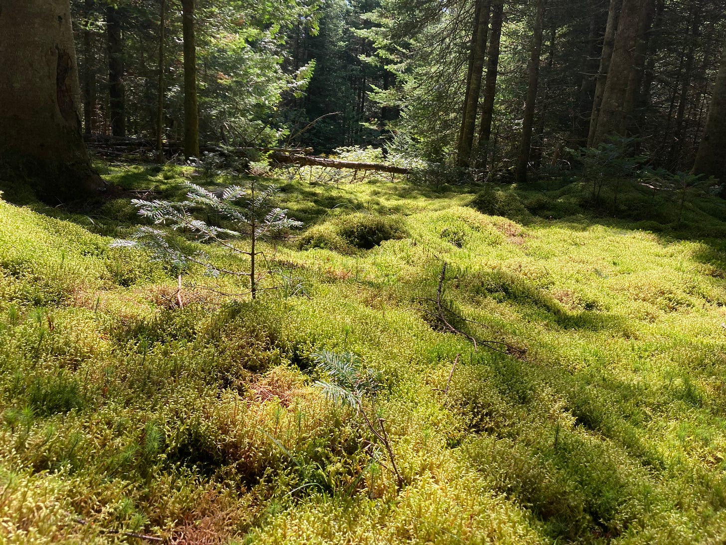 Sunlight on a forest floor covered in moss. Pine trees in the background. 