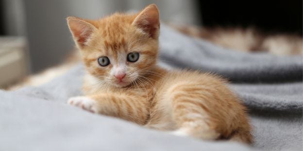 22 Fun Facts About Kittens