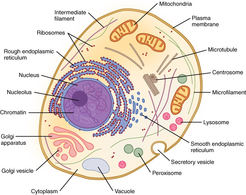 2.7 The Cytoplasm and Cellular Organelles – Fundamentals of ...