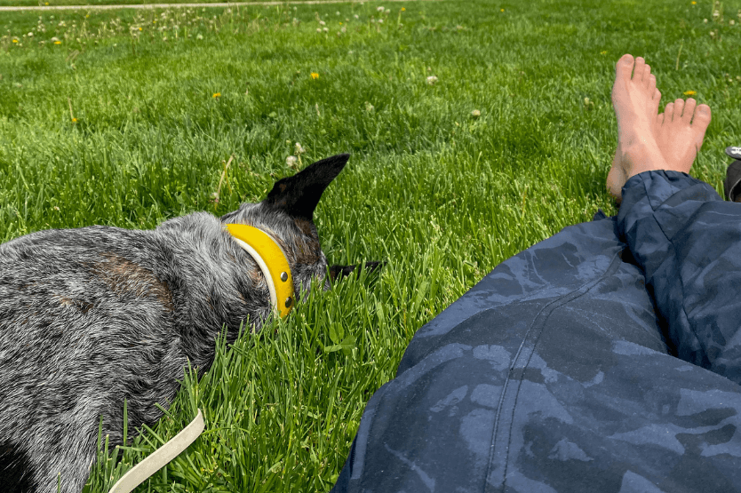 Scout the blue heeler flops into the grass next to her owner's legs