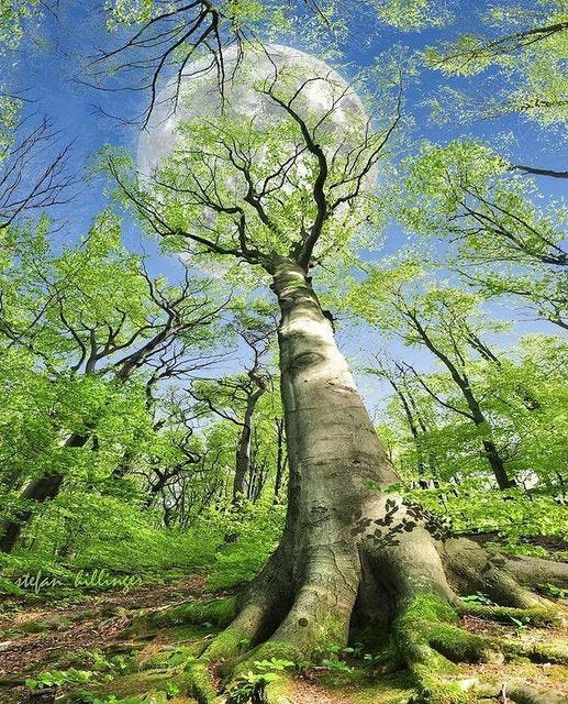 May be an image of Angel Oak tree