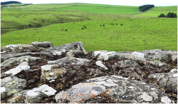 The cows grazing peacefully near Hadrian's Wall might not be as peaceful as you'd think.