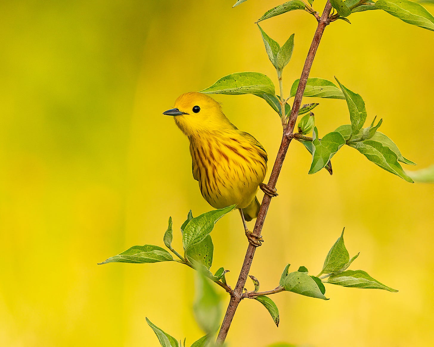 A yellow warbler is perched on a branch. The bird is bright yellow with red streaks on its chest. The background is also a lemon yellow, which makes the bright green leaves look even more striking.