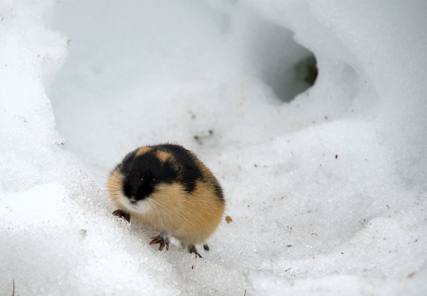 Un lemming noruego (Lemmus lemmus) bajo la nieve