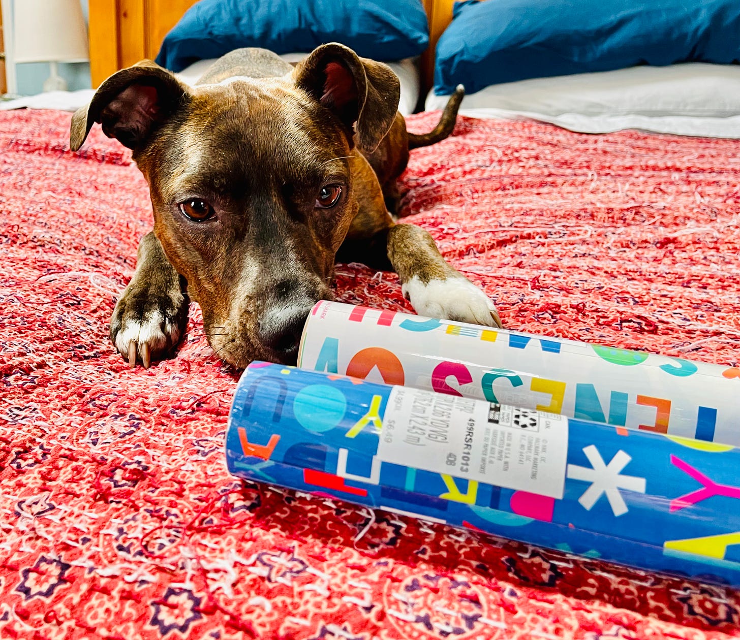 dog sniffing wrapping paper rolls