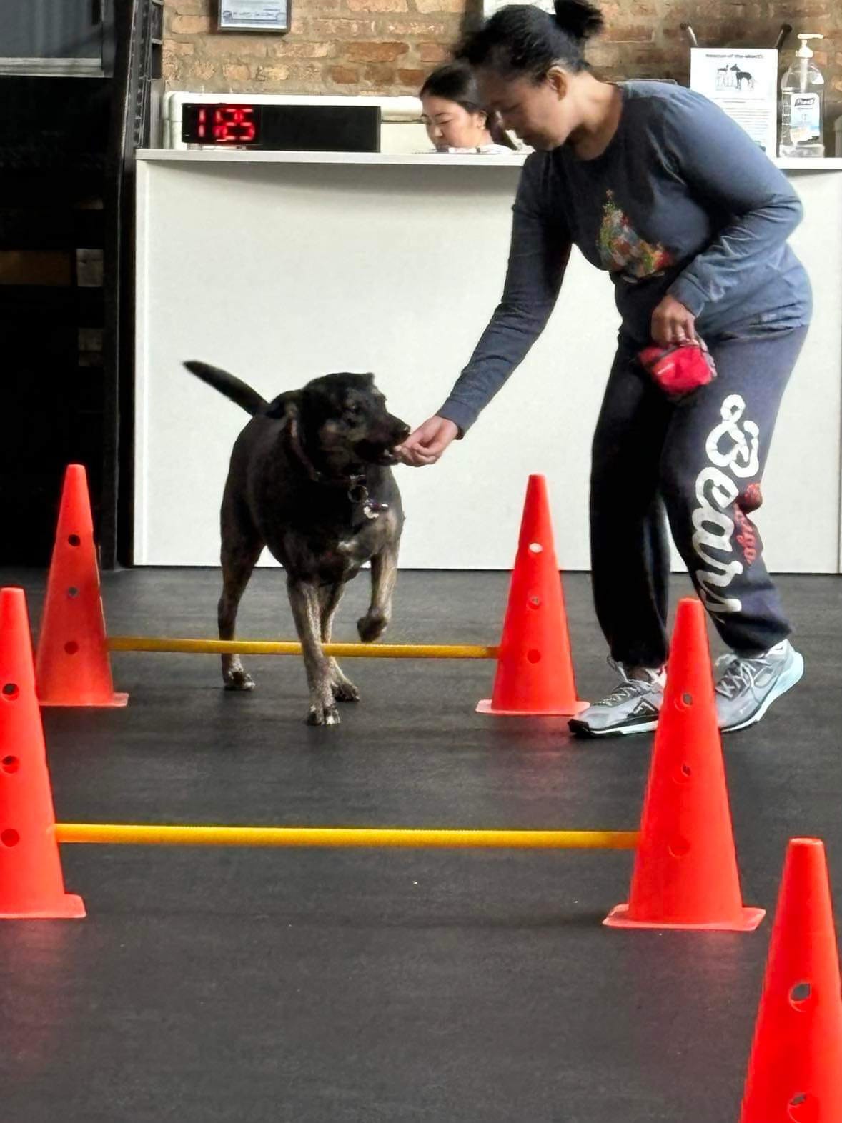 Author leading her dog, Maeve, through agility hurdles using treats.