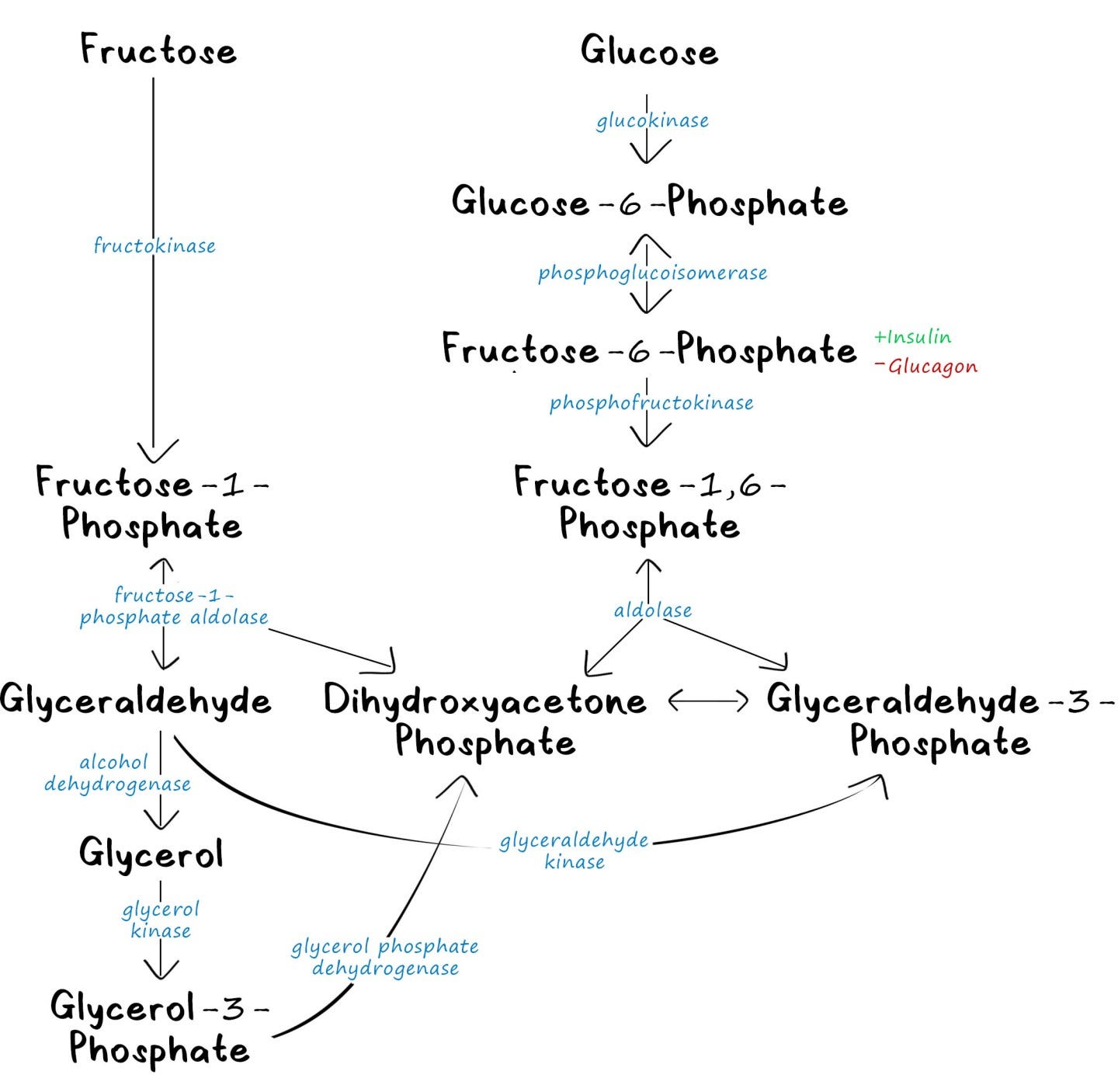 Fructose Metabolism - PhD Muscle