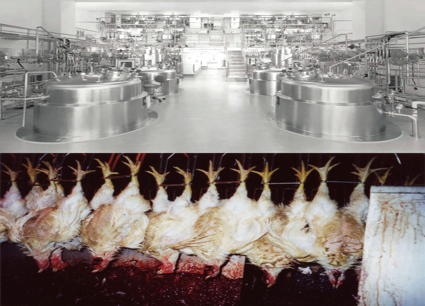 Two images comparing what cell-based chicken meat production looks like (clean) vs. slaughter-based chicken meat production looks like (bloody).