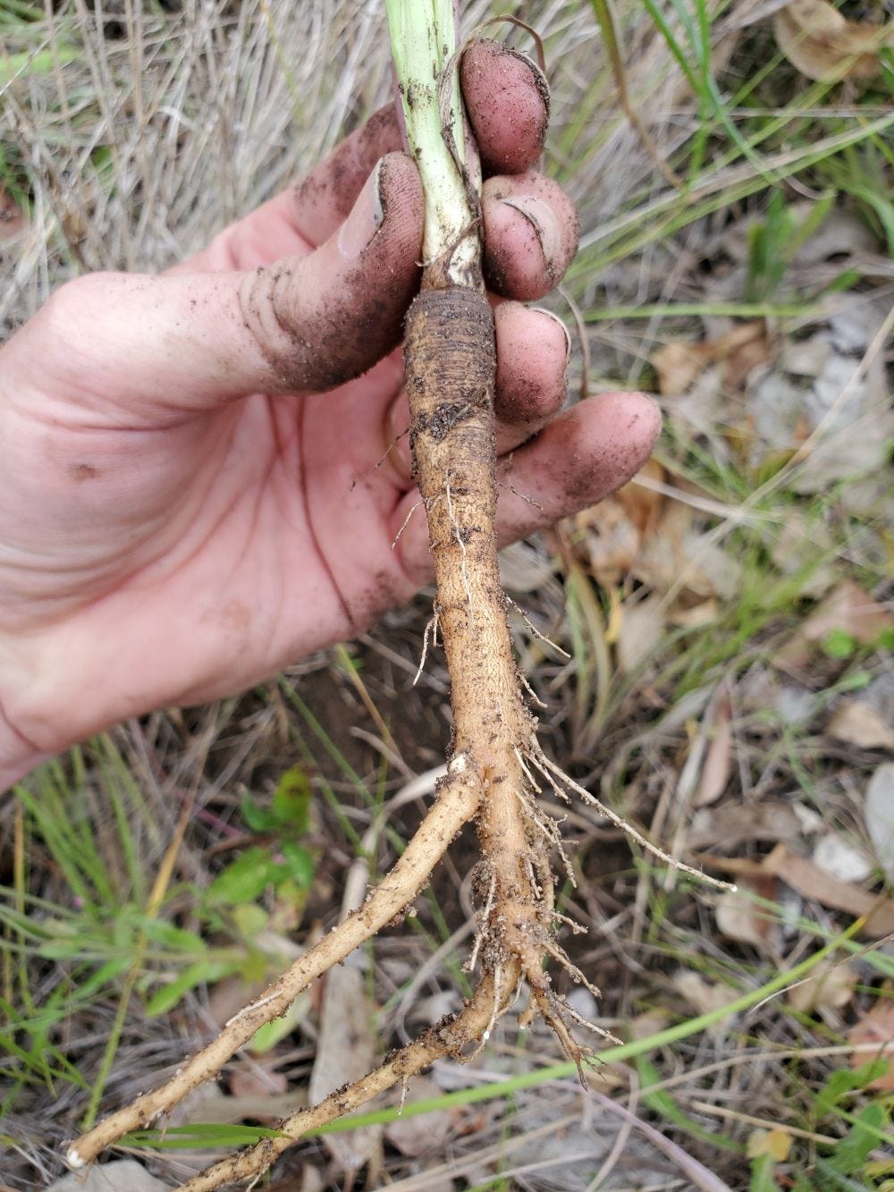 Tragopogon porrifolius [Young root] 20221128_124237 sml.jpg