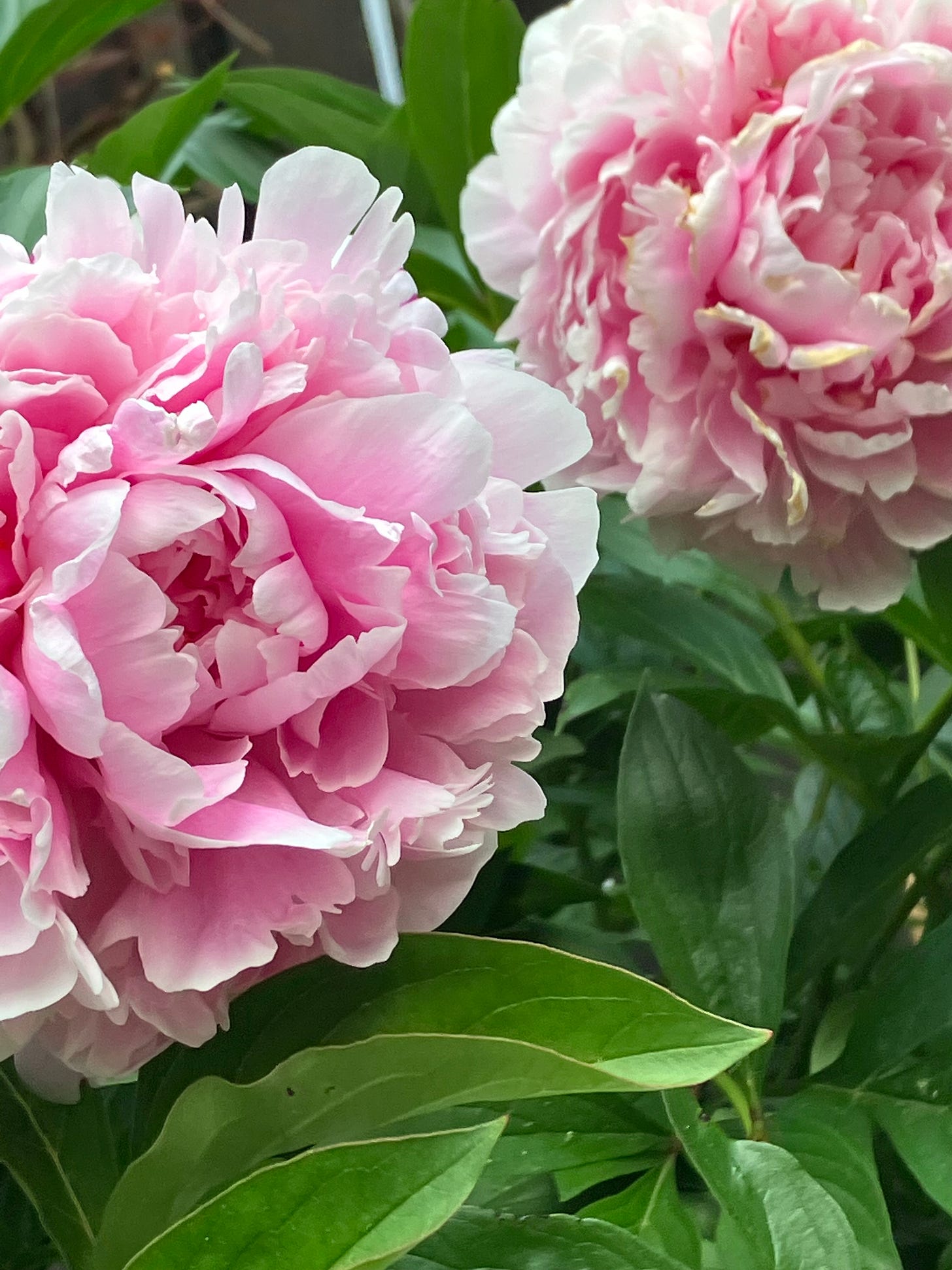 A close up of 2 light pink peonies growing in a garden