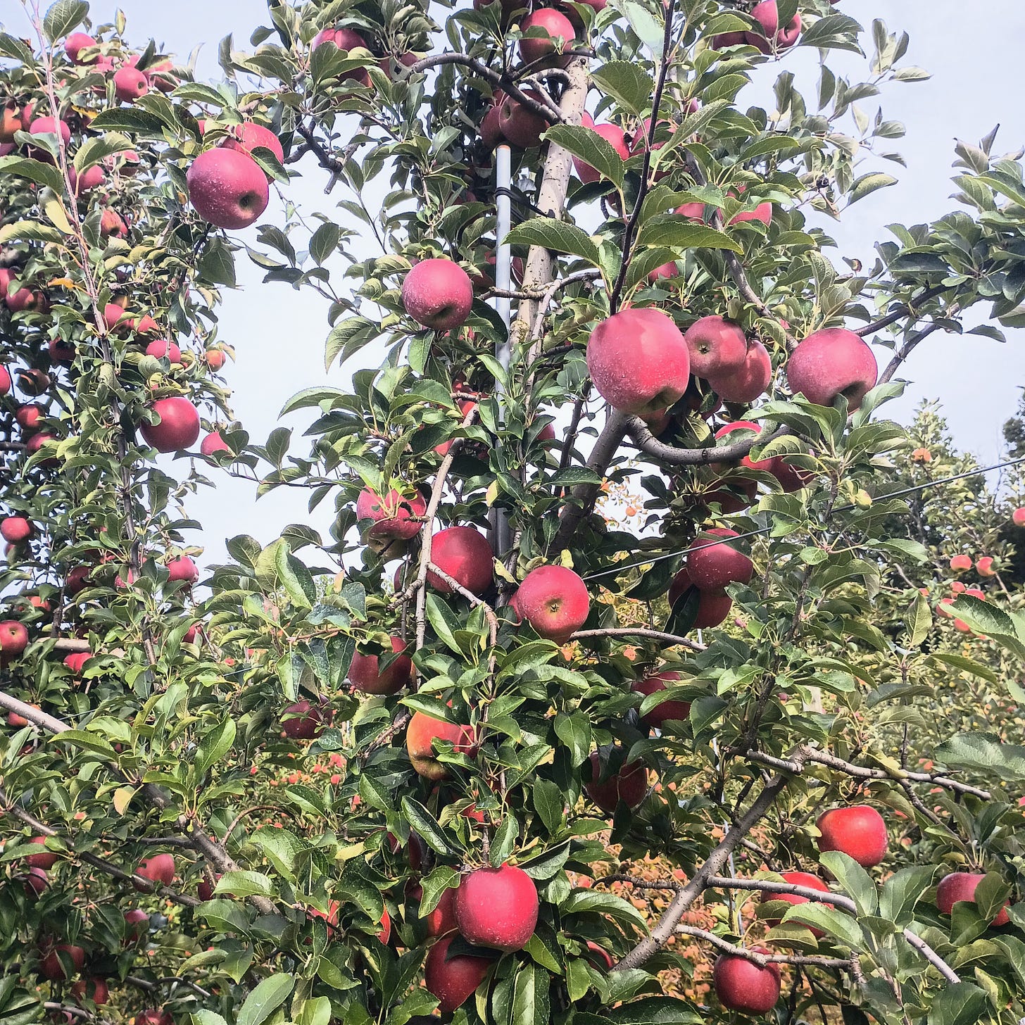 Crimson Crisp apple trees