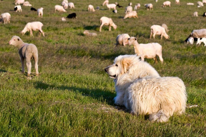 Livestock Guardian Dog Breed Comparison