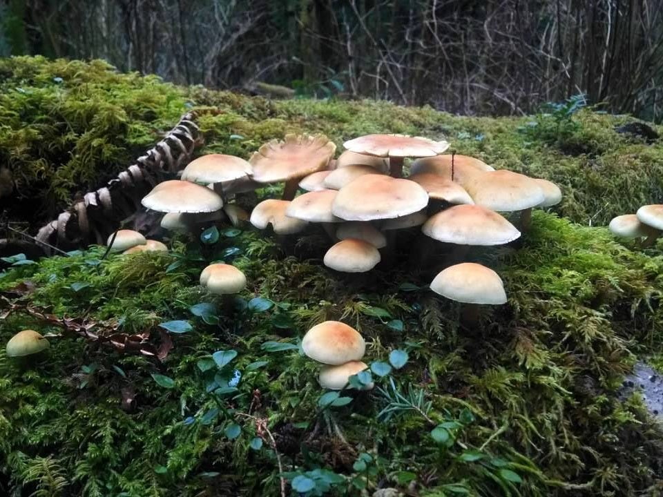 A clump of brown mushrooms growing on the mossy floor of a rainforest