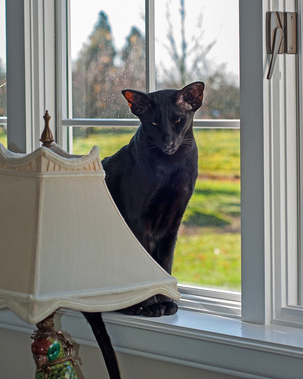 Black Oriental Shorthair pet cat