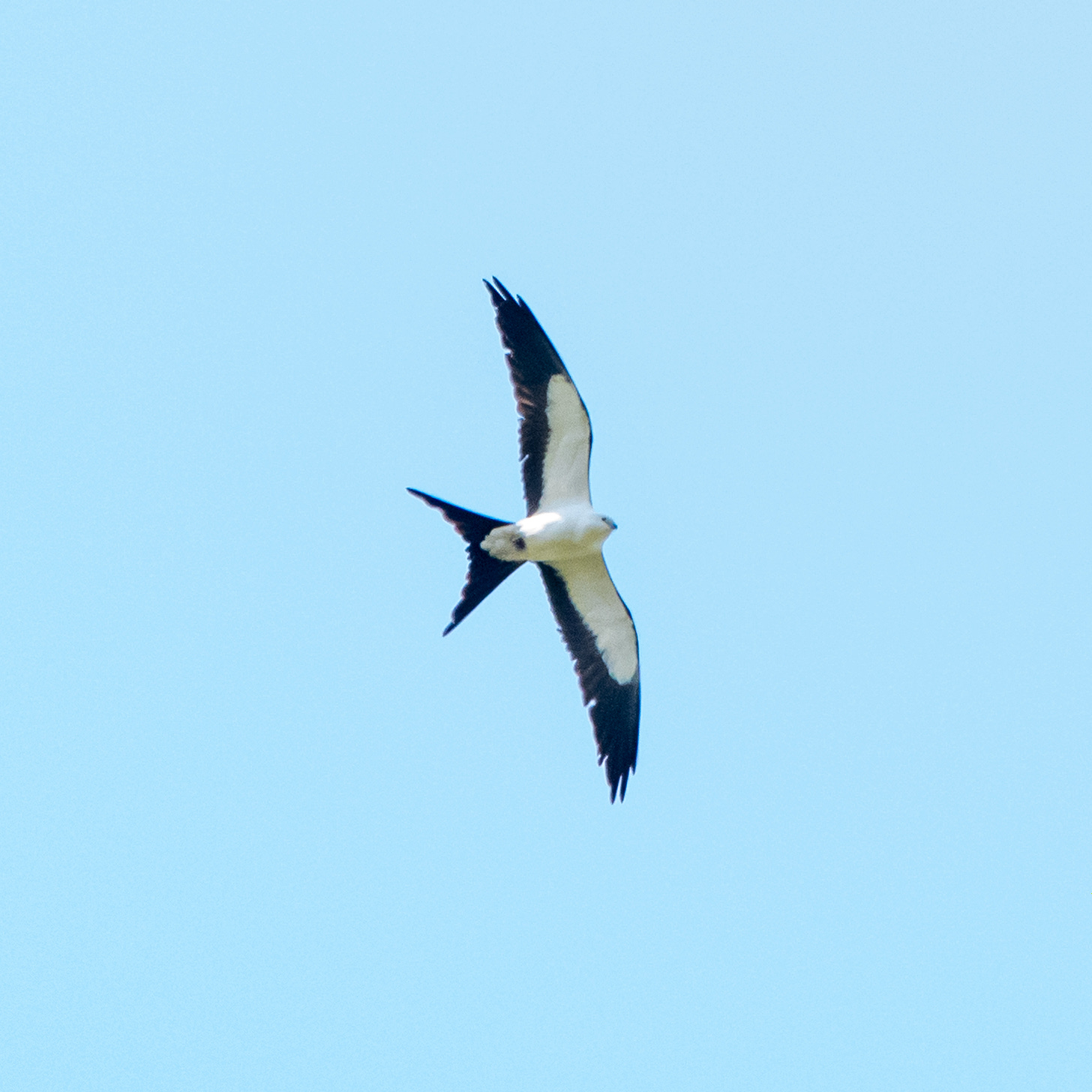 A swallow-tailed kite, with a baby-seal face and a stylish old-school-tuxedo forked tail, seen from below in a blue sky