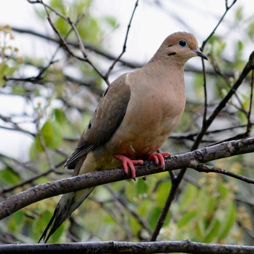 Dove Hunting - Kentucky Department of Fish & Wildlife