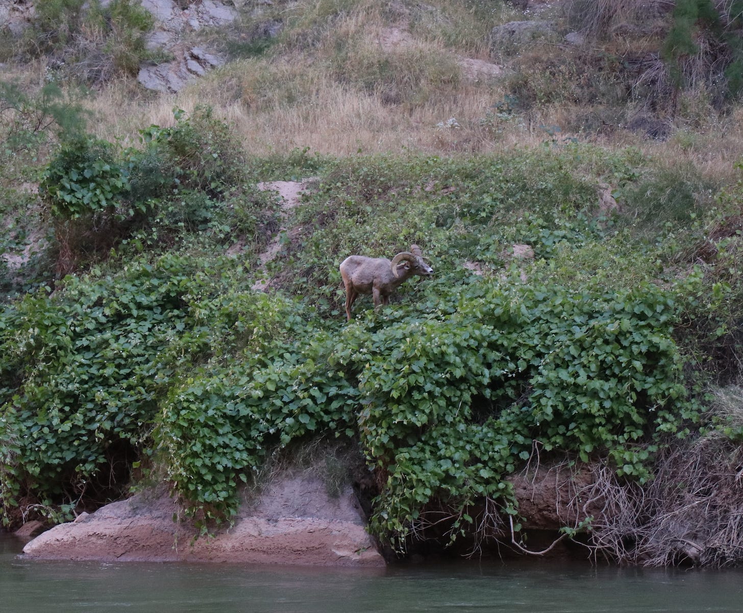 A bighorn sheep eats greenery near the edge of the Colorado River in the Grand Canyon