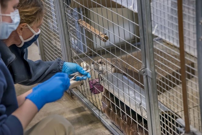 Vet tech Kala Chanthalangsy getting ready to administer a COVID-19 vaccine to a North American river otter at the Milwaukee County Zoo with 
Small Mammals building area supervisor Rhonda Crenshaw to her left.
