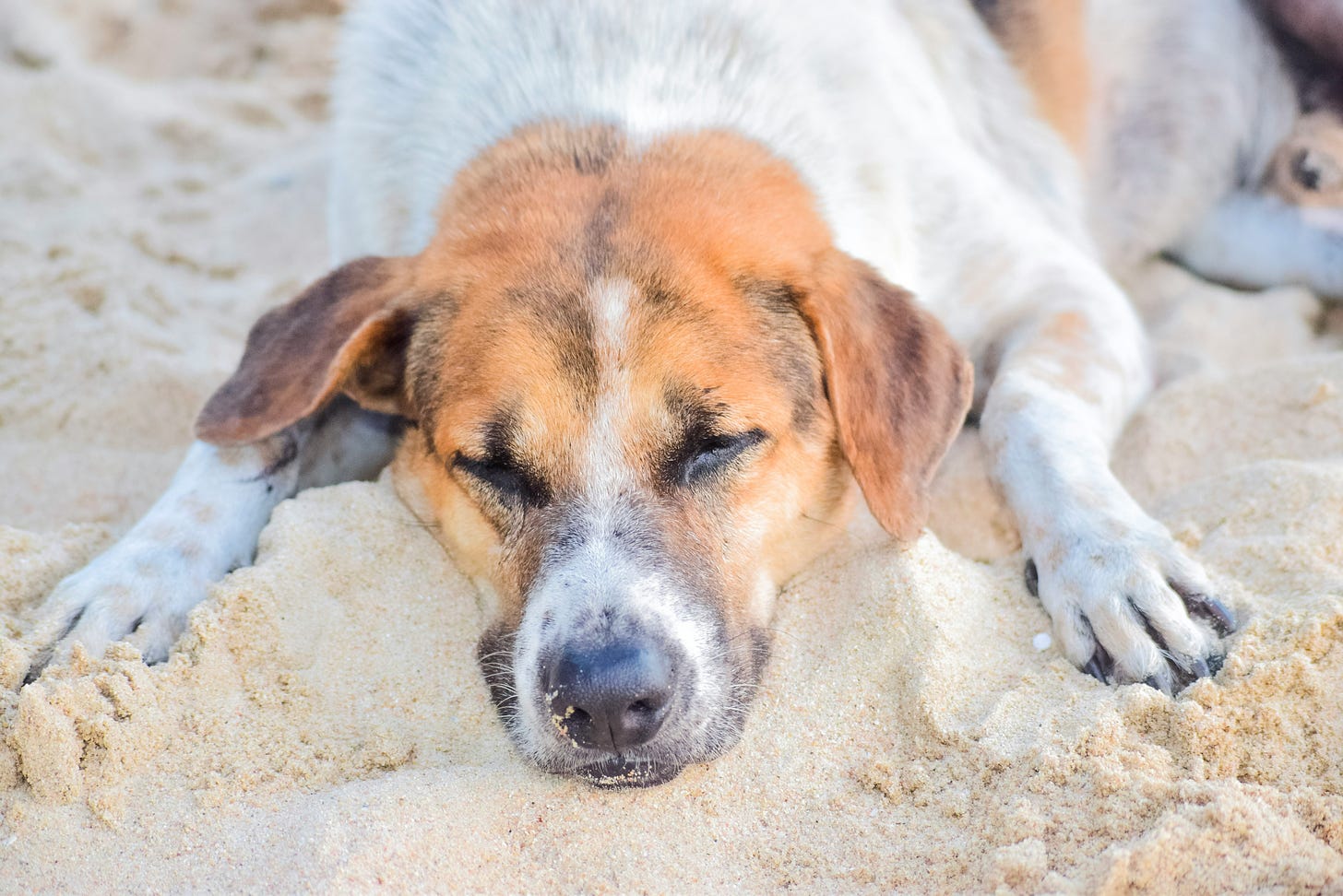 Cane bianco con testa e orecchie marroni che dorme sulla sabbia