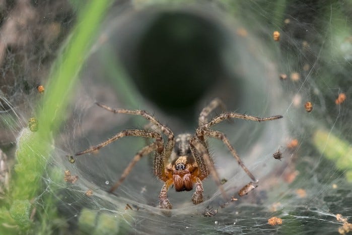 Funnel web spider in its web looking at camera