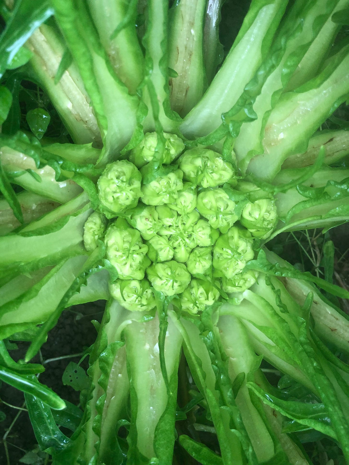 bright green spears of puntarelle, or "volcano asparagus," as viewed from above