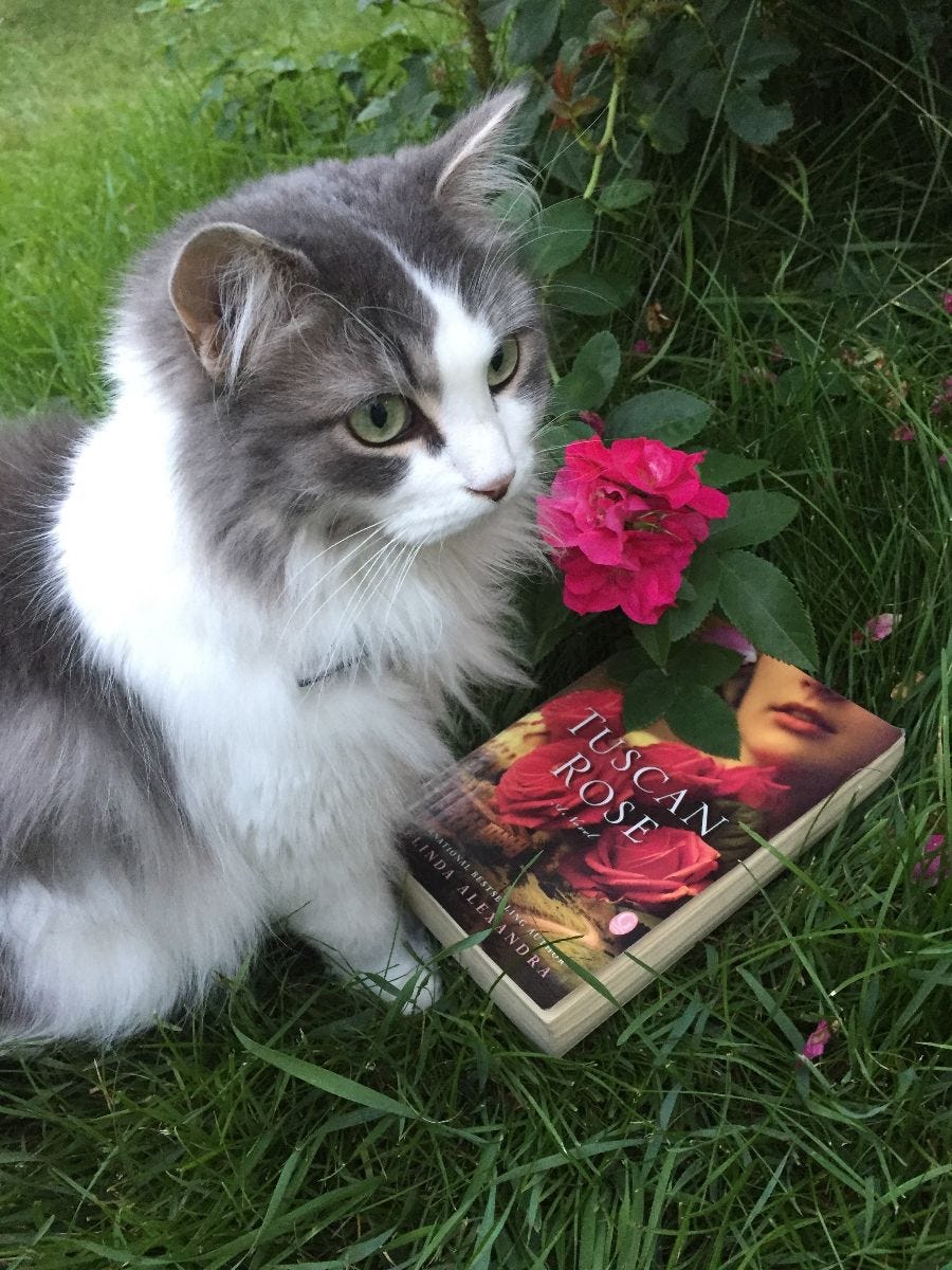 Beautiful Cora modelling the USA/Canadian cover for my book, 'Tuscan Rose'