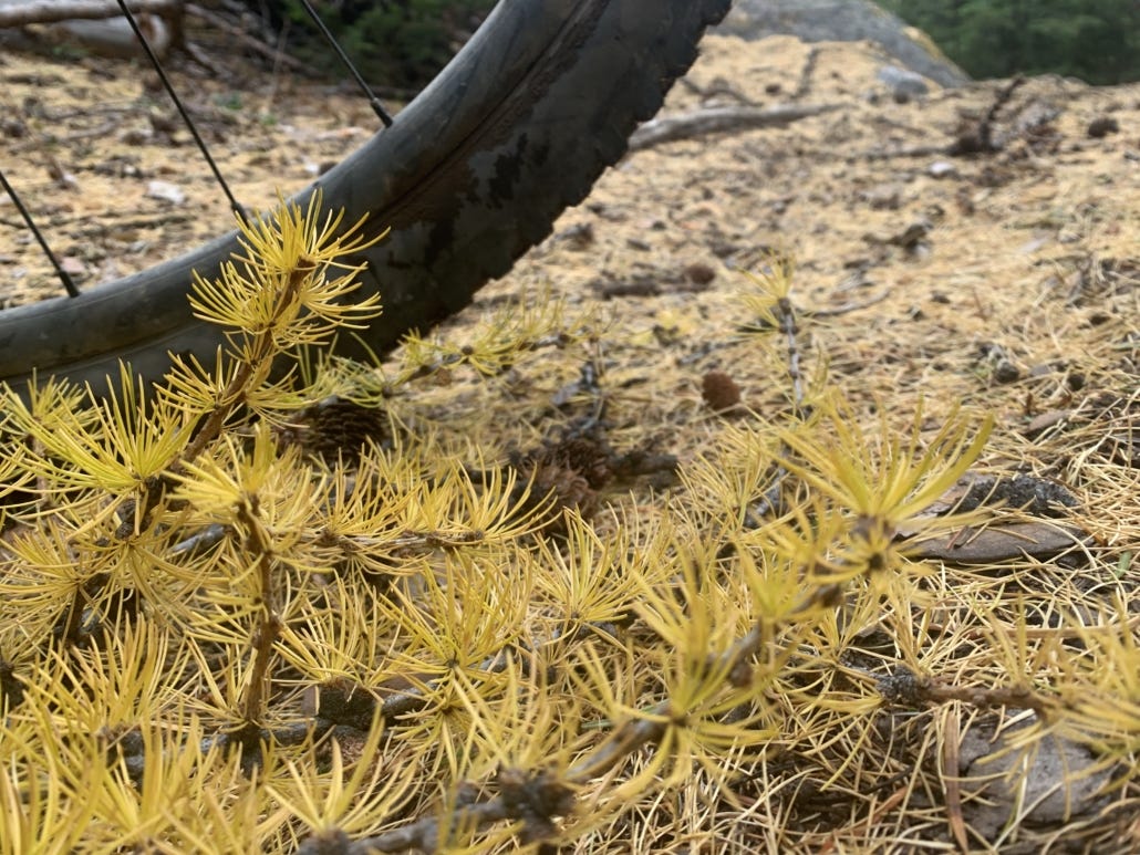 larch needles mtb