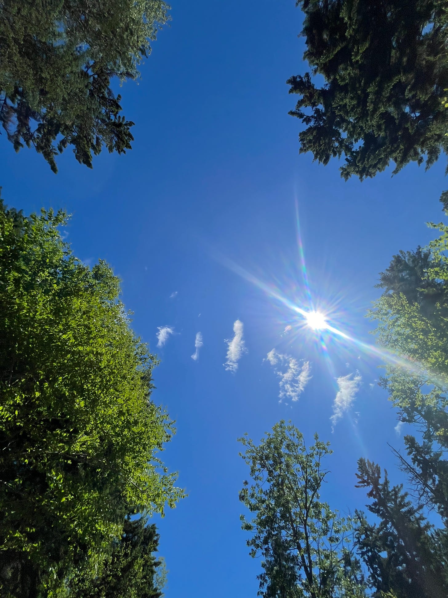 Trees in the blue sky with sparse clouds.