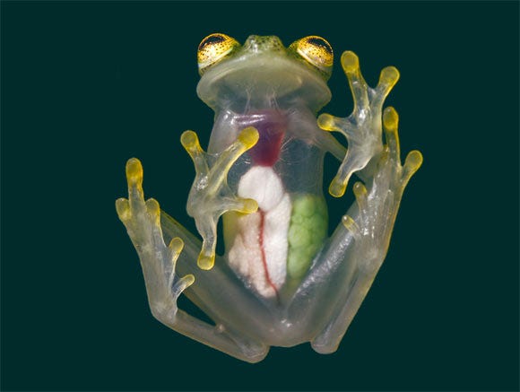 The Mashpi glassfrog (Hyalinobatrachium mashpi), female. Image credit: Jaime Culebras.