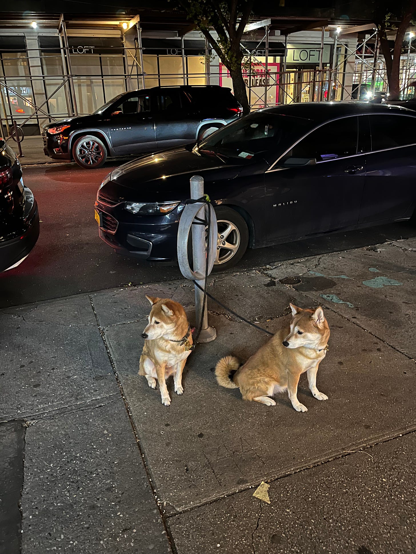 Picture taken at night of two matching dogs tied up outside a store. They are extremely cute!!!