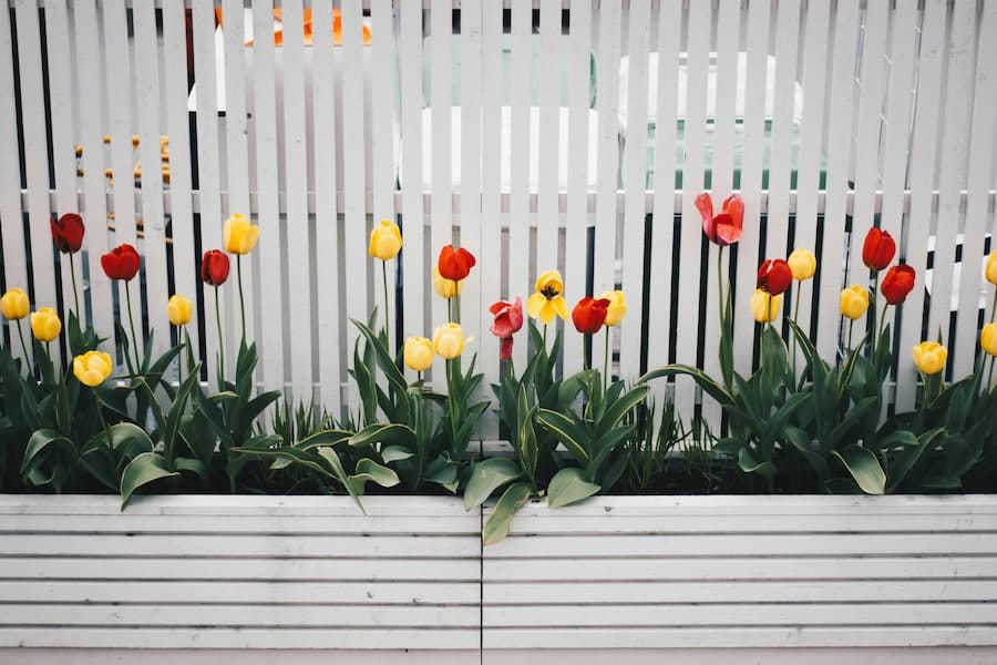 tulips in wooden pots used as a screening