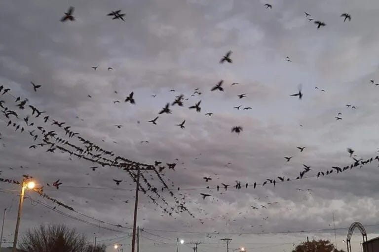 Un pueblo de Villarino fue invadido por más de 70 mil loros