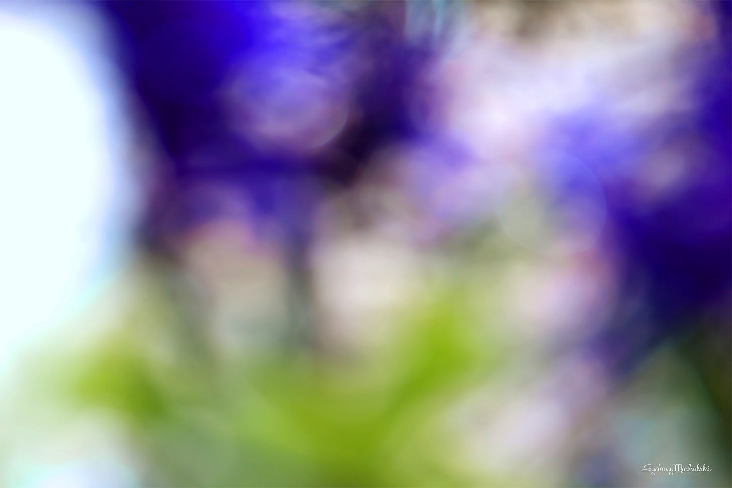 An impressionist image explores shades of light in a hyacinth garden: white, violet, aqua, green, and golden.