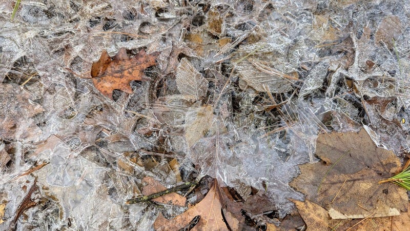 Ice covering and outlining fallen leaves