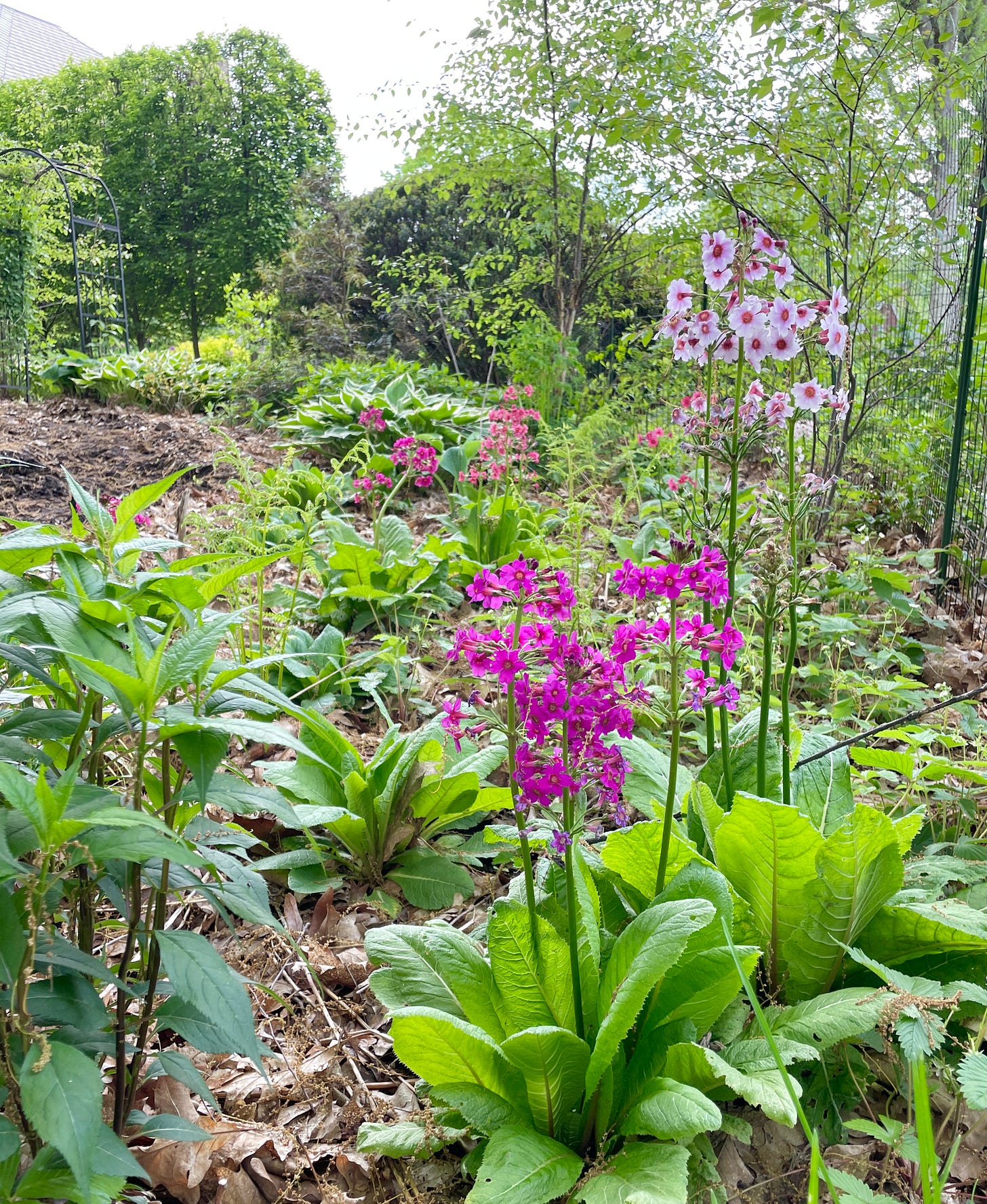 The Primrose Path in May