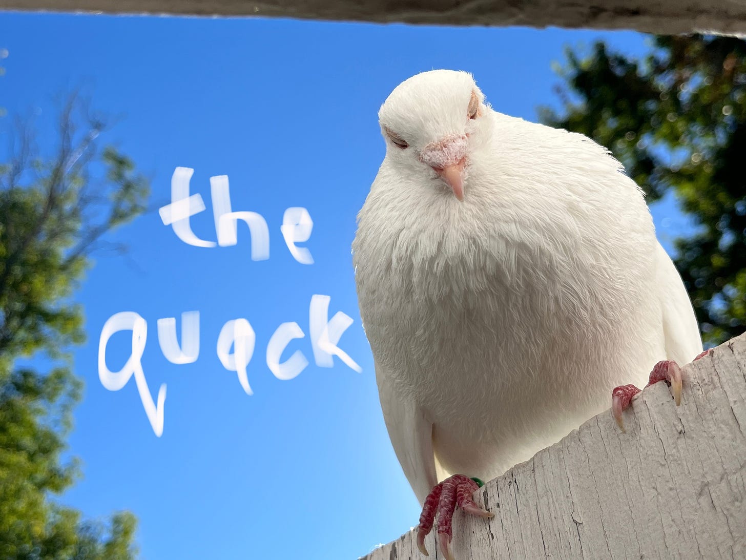 A white pigeon gazes down from the top of a doorway with white whispy letter spelling out "the quack" over a bright blue sky