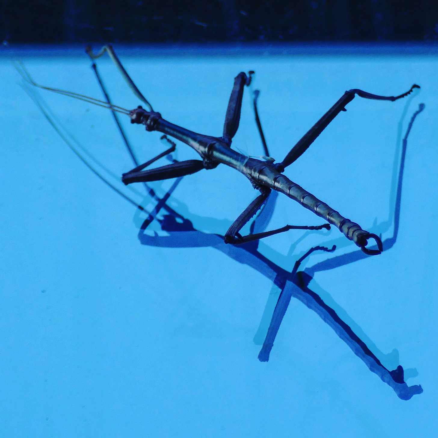 Giant walkingstick on blue glass