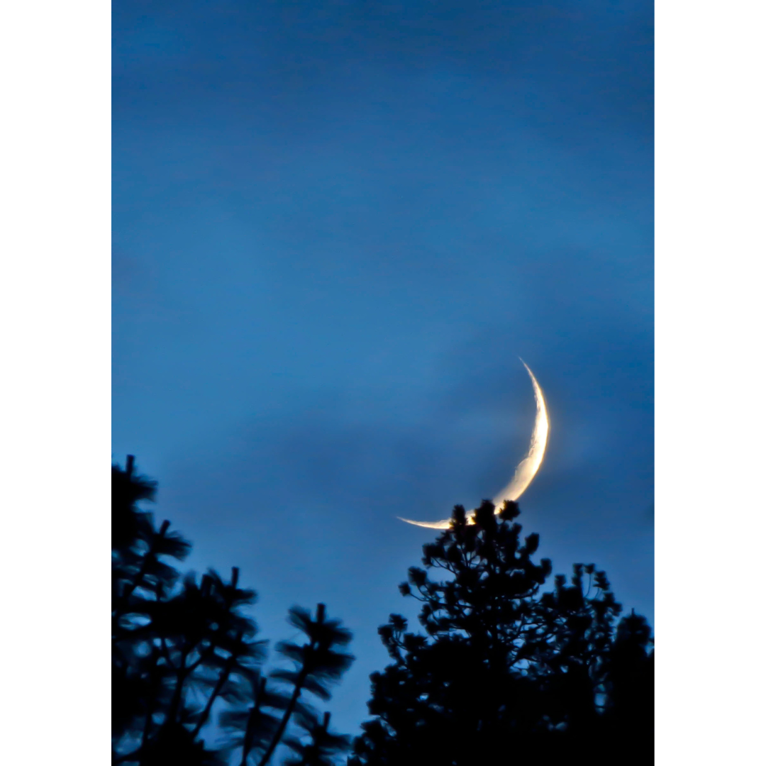 Image of Waxing Crescent moon above the trees.