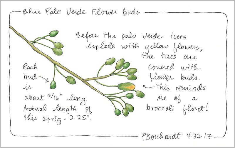 Blue Palo Verde Flower Buds (pen & colored pencil)