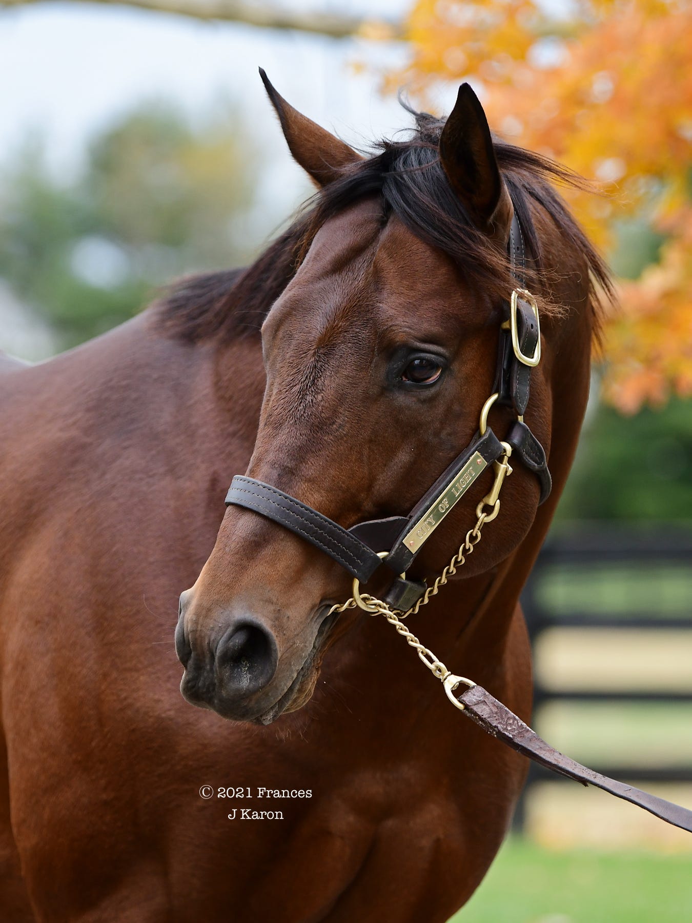 City of Light, sire of a second-crop champion, at Lane’s End Farm.