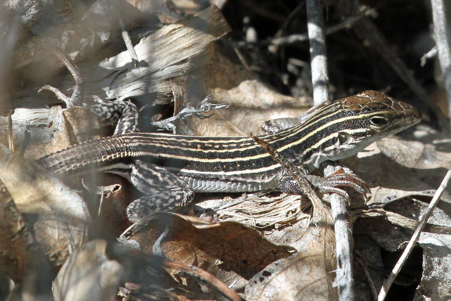 A New Mexico whiptail on a pile of dead leaves and branches