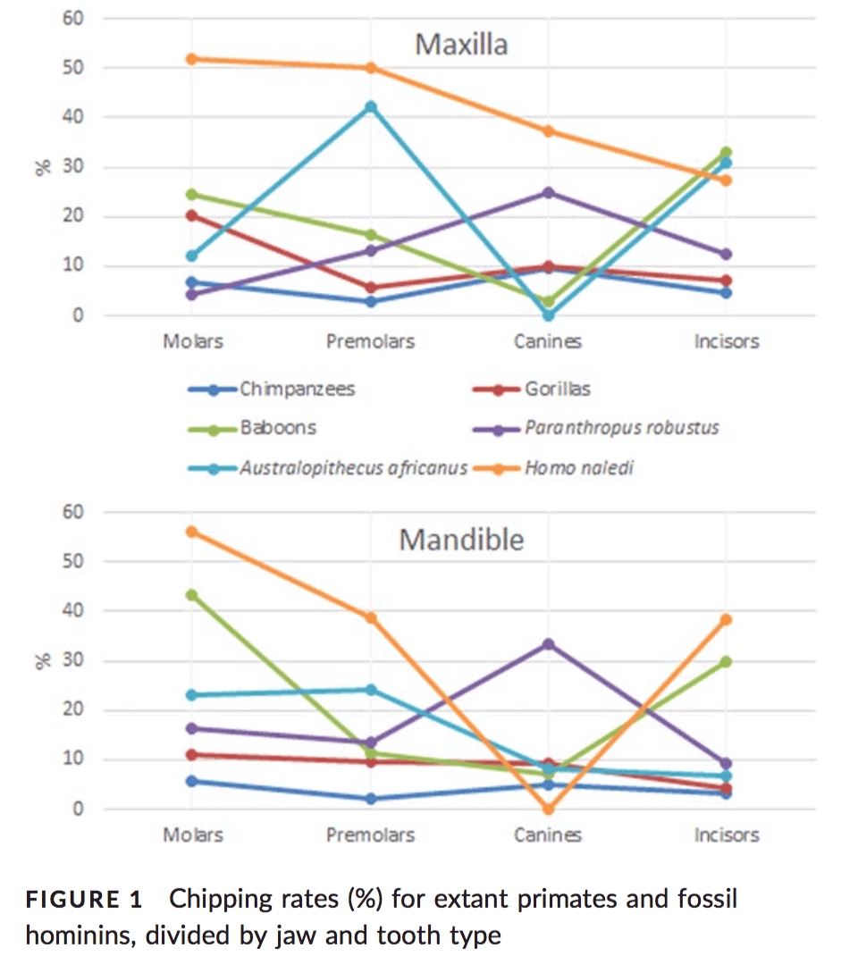 Dental chipping frequency in H. naledi compared to other hominoid samples Dental chipping frequency in H. naledi compared to other hominoid samples