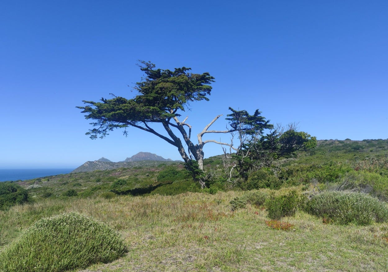 Tree leaning on grassy area, showing the usual wind direction