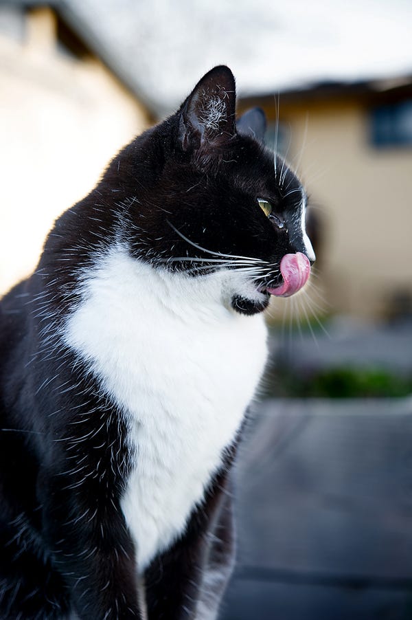 Harlequin licking her lips. 