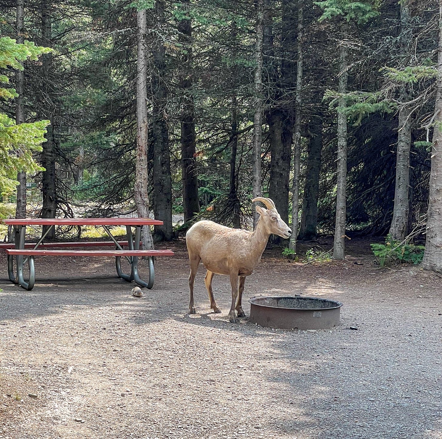Mountain goat at an empty campsite