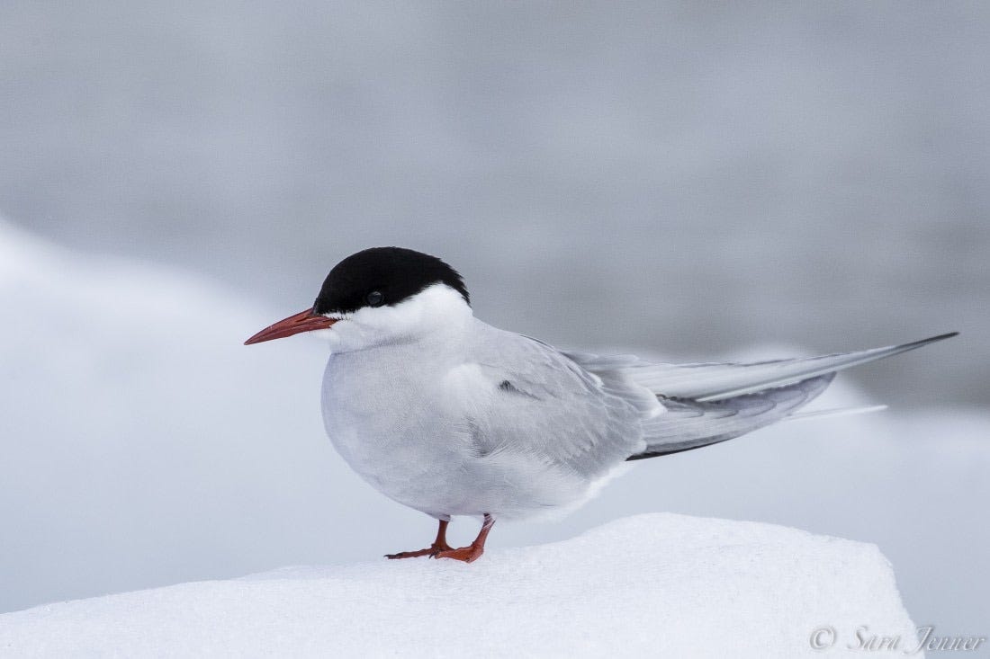 Arctic Tern | Facts, pictures, and more about the Arctic tern