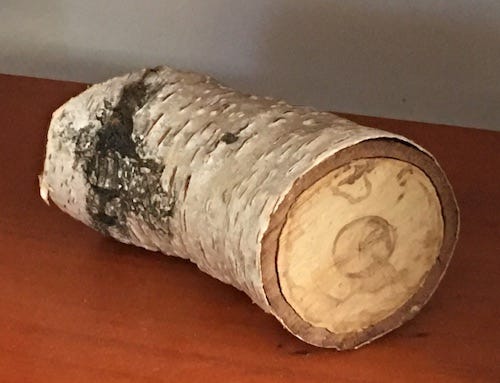 A small segment of a thick branch of a tree with white bark. It rests on a bookshelf.