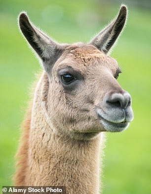 Labour faced mockery over its stance on trans issues last night after it emerged that the party's equalities spokesperson said people could self-identify as a llama (pictured)