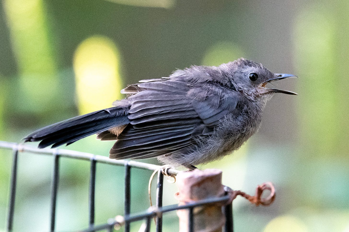 A disheveled-looking gray bird with a black cap is perched on a corner of a fence, its beak open as it vocalizes